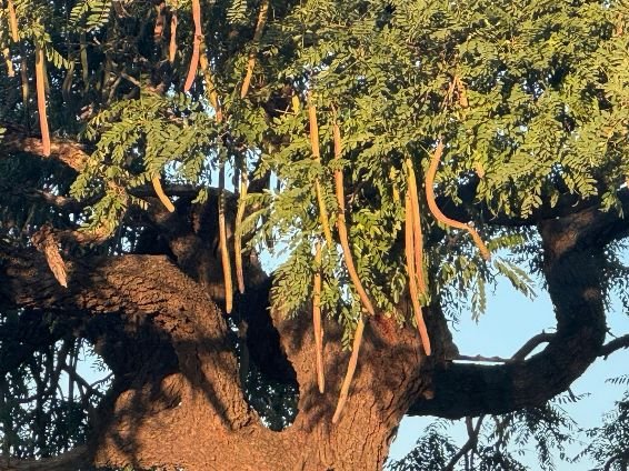 Cassia abbreviata subsp. beareana branch curvature